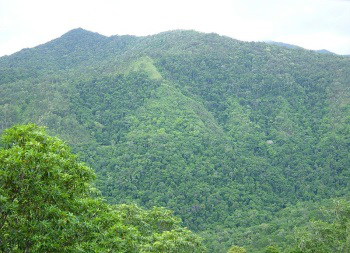 rainforest