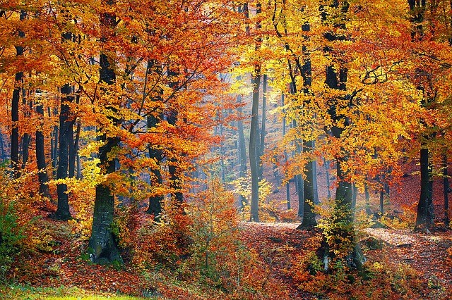 Ashdown Forest - Sussex - Public Domain