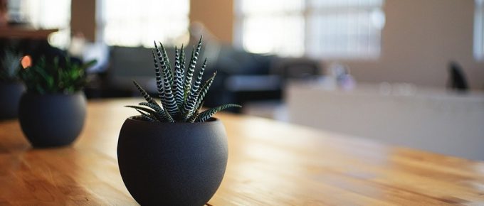 houseplants-for-health