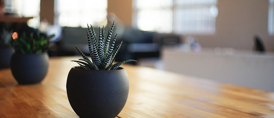 houseplants-for-health