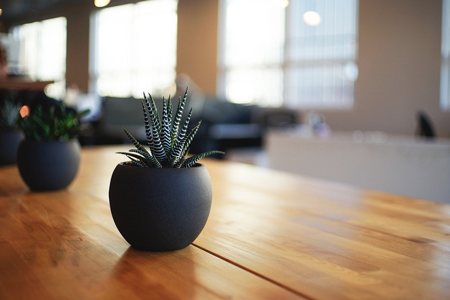 houseplants-for-health