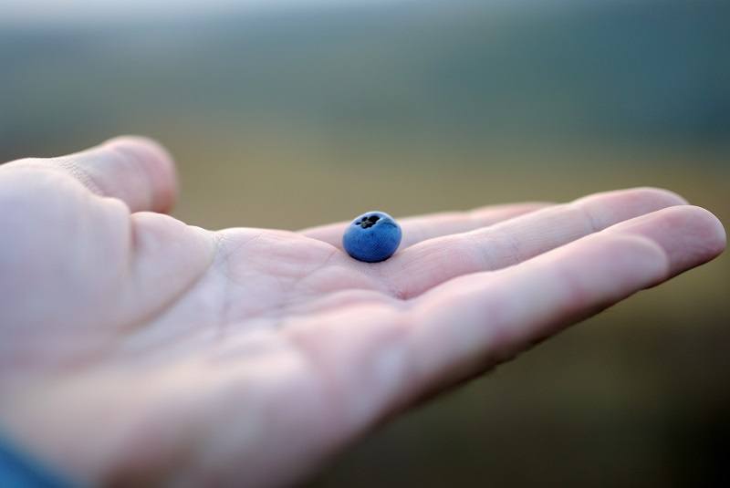 blueberries