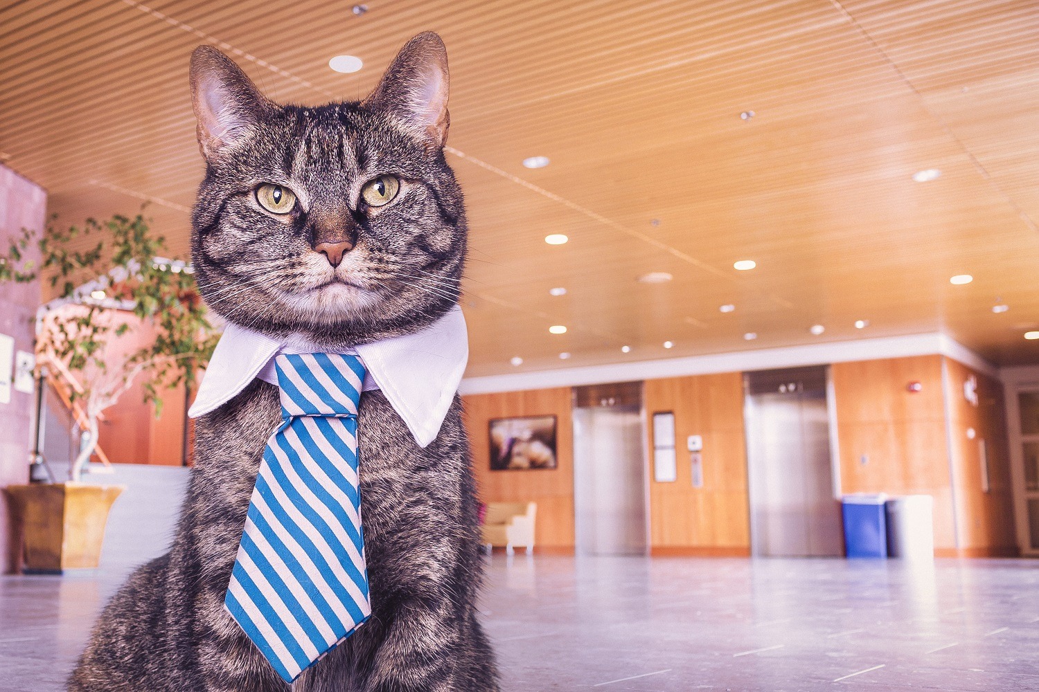 pet-insurance